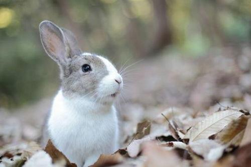 娱乐吃瓜小兔兔微博号,揭秘娱乐圈那些吃瓜趣事